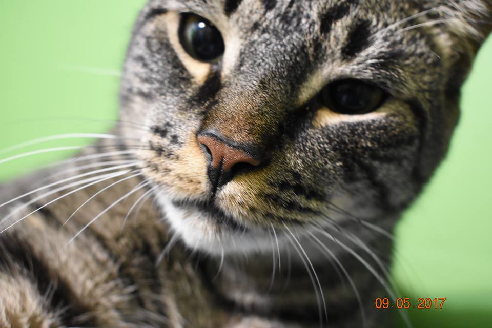 21272254_10155546773269333_6713079206837090208_n